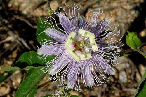 Passiflora incarnata #1